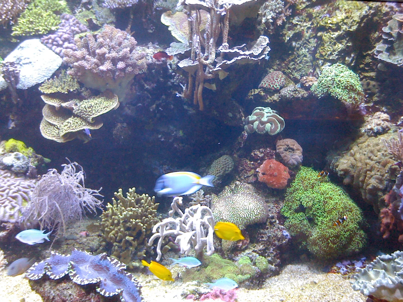 Ripley's aquarium of the smokies